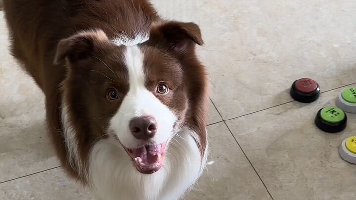 A little dog who thinks whoever gives milk is its dad—quack!