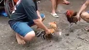 bolek ko lag lag