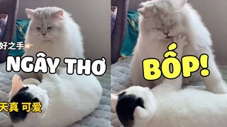 Bình Thường Hay Hung Dữ Nhưng Thật Ra Rất Dễ Bị Bắt Nạt 🤣 | Pets TV