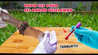 EKSPERIMEN:  RAPID TEST DARAH KELELAWAR