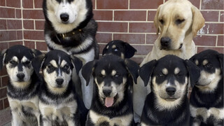 What do the husky and labrador's offspring look like now?