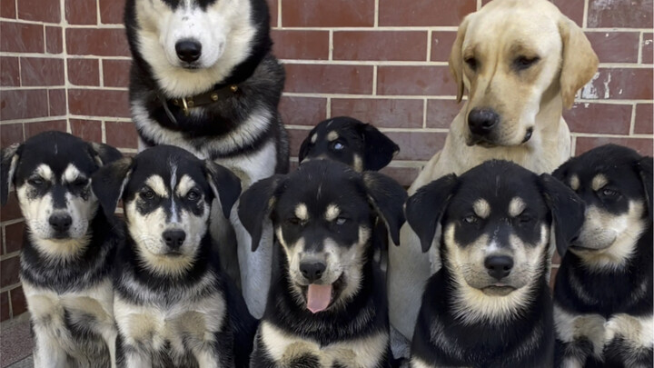 Seperti apa rupa anak dari Husky dan Labrador sekarang?