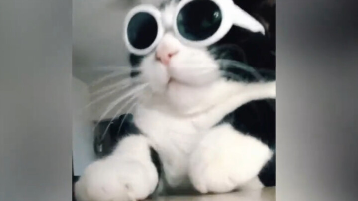 The “Crazy Cat Meets Even Crazier Owner” series—her eyes say it all.