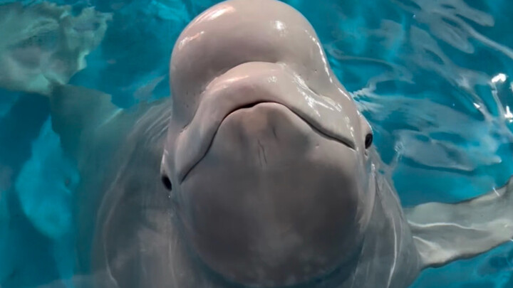 Xiao Hei is avoiding reality again.