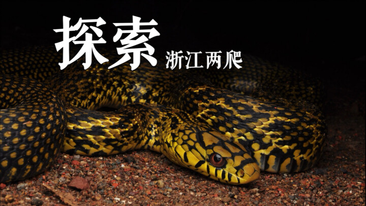 After being bitten by a snake, I was surprised by the king snake’s temper!