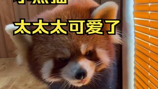 小熊猫 太太太可爱了