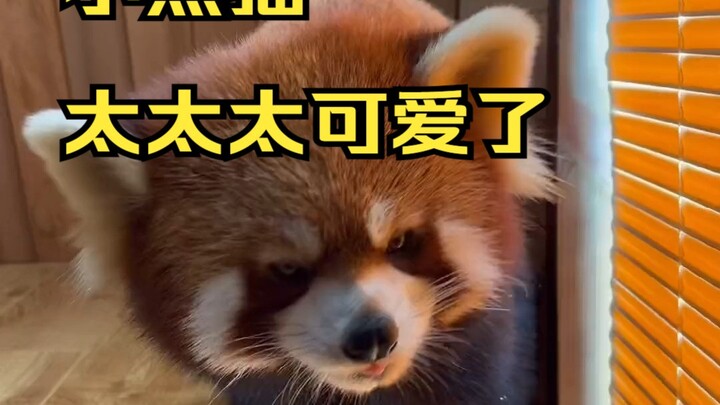 小熊猫 太太太可爱了
