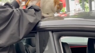买菜都不敢这么买啊 #买车   #猫咪  #娱你安利  #快成长计划