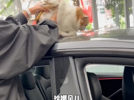 买菜都不敢这么买啊 #买车   #猫咪  #娱你安利  #快成长计划