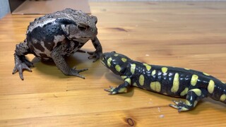 Nice to meet you！ Tiger salamander.挨拶周りをするタイガーサラマンダー