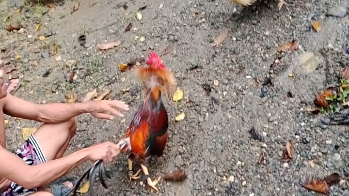 manga bisayang manok 🤣