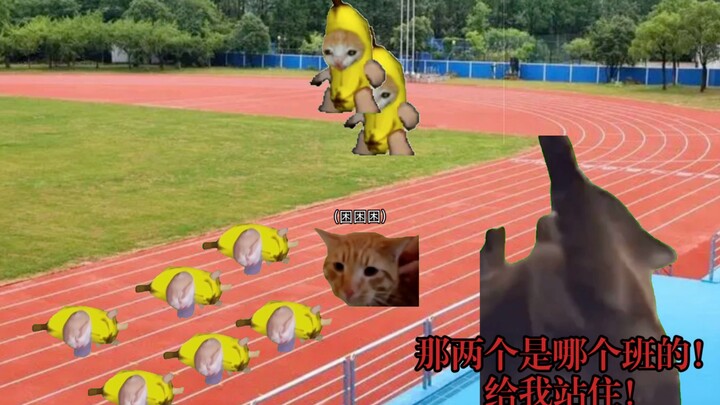 【Cat meme】The story of sleeping ten minutes longer in the morning at Hengshui Model School