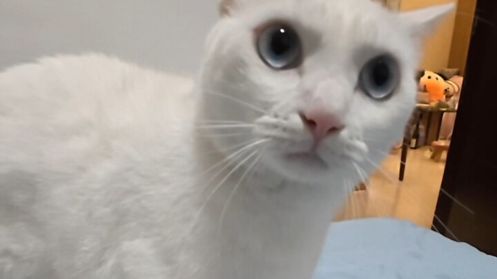 Has turned into Sword Cat
