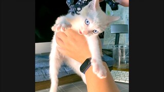 A model of a player and a cat harming each other
