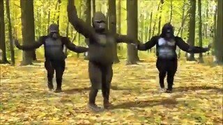 Gorillas dancing