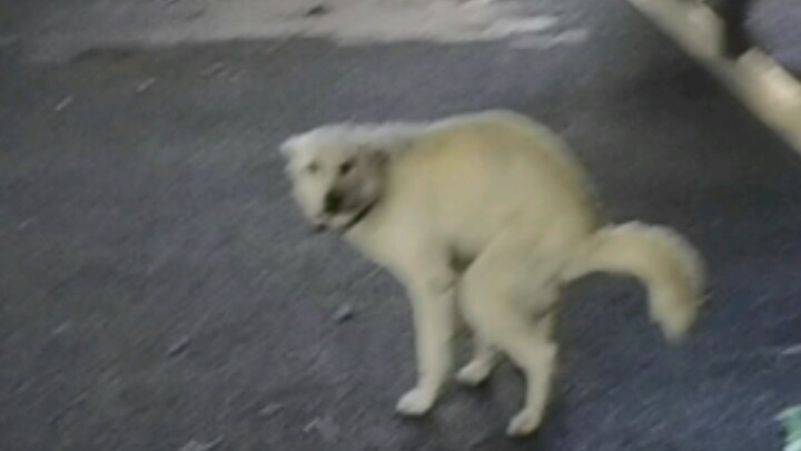 "About the incident where a puppy pooped on the street and was watched by two unscrupulous perverts,