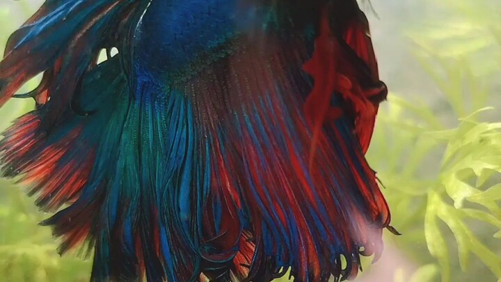 betta
