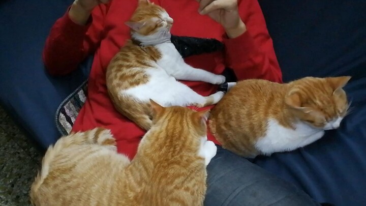 【Menemukan Kucing】Catatan hari ke-84, orang yang memelihara kucing begitulah kalau baru saja berbari