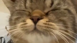 Come and get the cute cat