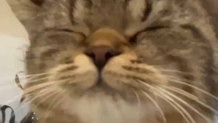 快来领取可爱猫猫