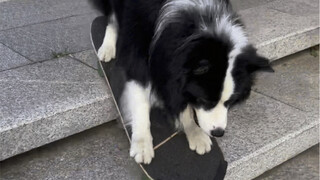 Setelah mencoba beberapa kali, langsung bisa turun tangga. Border Collie yang pintar