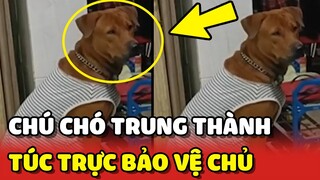 Chú chó TRUNG THÀNH luôn TÚC TRỰC BẢO VỆ chủ mọi lúc mọi nơi ai cũng ngưỡng mộ 🥰 | Yêu Lu