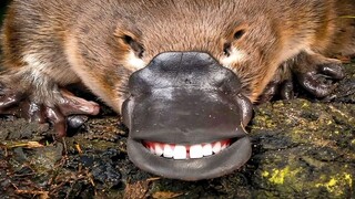 Chắp vá khắp nơi, xấu đến mức không chừa một kẽ hở — Thú mỏ vịt