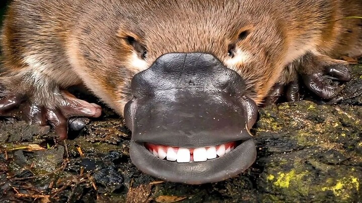 ประกอบกันอย่างสะเปะสะปะ น่าเกลียดจนไม่มีที่ติ — ตัวอีคิดน์