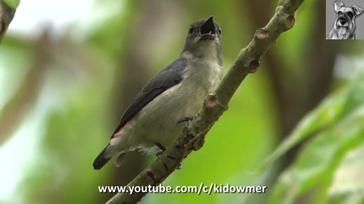 Bird Call: SCARLET-BACKED FLOWERPECKER