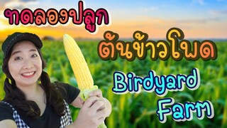 ทดลองปลูกต้นข้าวโพด Birdyard Farm Ep.170