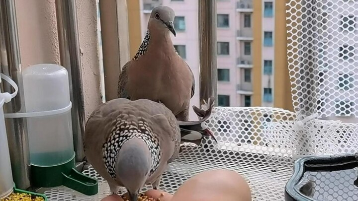 Ngoài thời gian sinh con, đây là những khoảnh khắc tự do thư thái của đôi chim bồ câu!