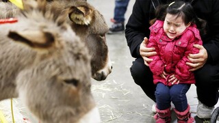 Funny Kids & Animals At The Zoo 🐎🐅🦍 Try Not To Laugh | Pet Squad