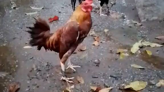 🐓