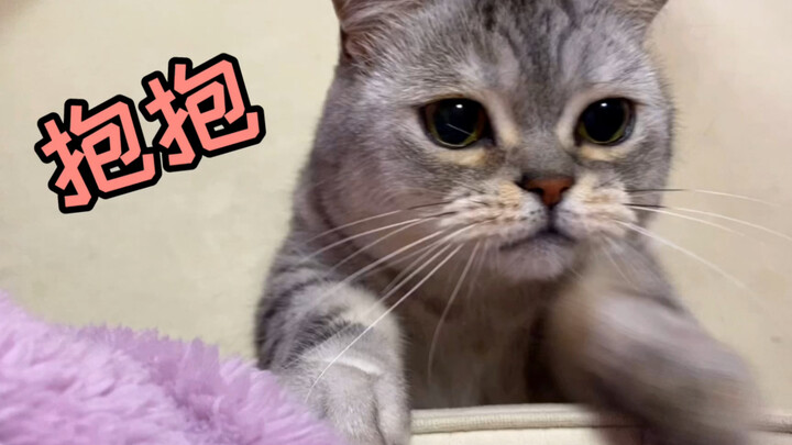 Apakah kucing benar-benar bisa melupakan tuannya? Meski sempat melupakannya, mereka pasti akan jatuh