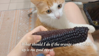 Stop Eating！I Can't Afford Feeding the Picked-up Orange Cat 