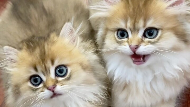 Do cats steal the spotlight too?