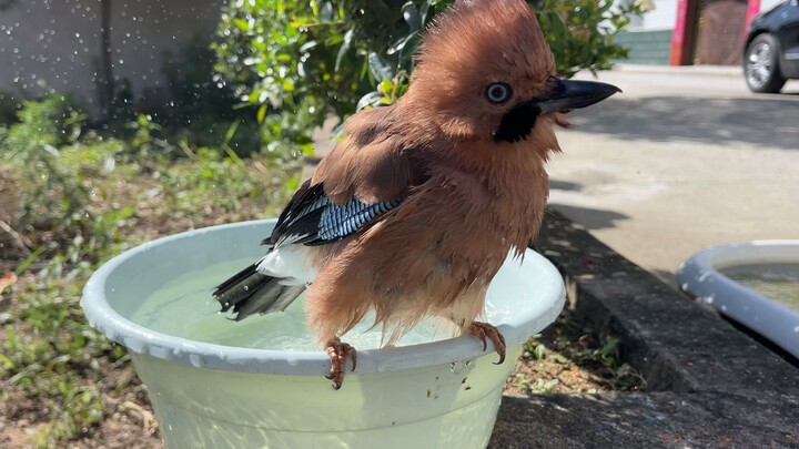 The coolest hairstyle in the bird world