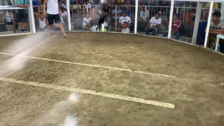 San jose cockpit arena 3cockderby 2nd figth
