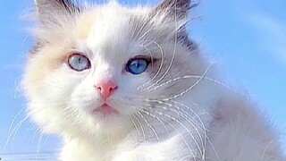 ฉันตกใจมากเมื่อเจอน้องชายโง่เขลาที่ตลาดสุนัขในชนบท!