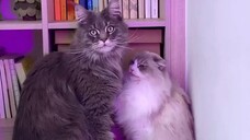 kalah sama orang❎ kalah sama kucing✅