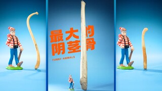 猜猜全世界阴茎骨最大的动物是什么⁉️