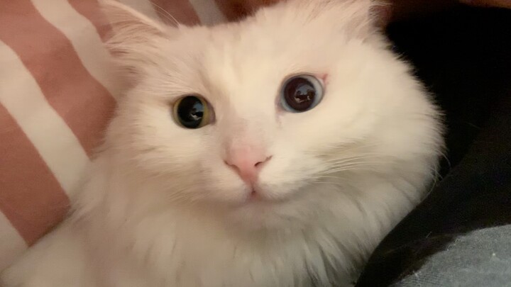 Ba chú mèo con thay nhau chui vào chăn ngủ cùng, cuộc sống hạnh phúc là đây chứ đâu!