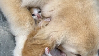 Tentang fakta bahwa anjing saya adalah seorang pencinta kucing