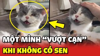 Bé mèo "VƯỢT CẠN" 1 mình ở nhà khi không có Sen bên cạnh | Yêu Lu