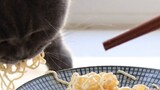 I guess you have never seen a cat eating noodles!