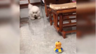 Khi các Boss tấu hài cùng Sen P.20