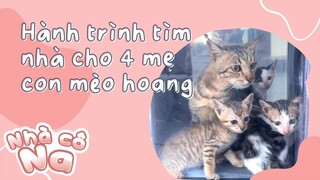 Nhà cô Na - #7 - Hành trình tìm nhà cho 4 mẹ con mèo hoang