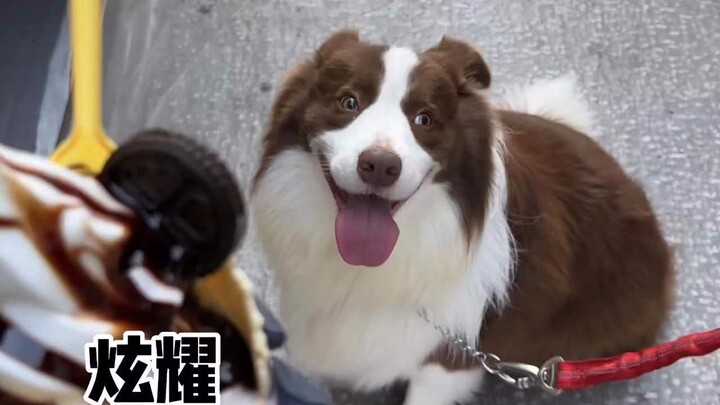 A really well-behaved little dog even when it’s out and about!