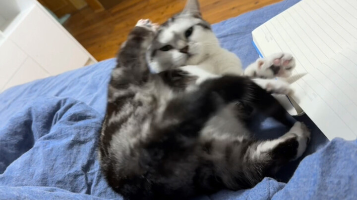 Teman-teman, di saat seperti ini jangan sekali-kali mengelus kucing kecil, tapi saya boleh🤣