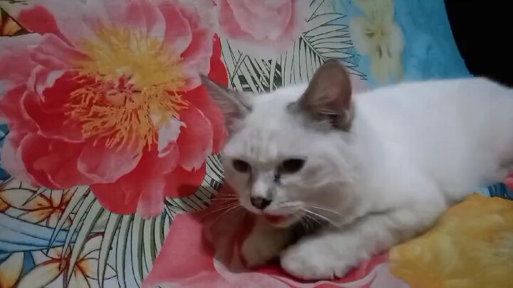 kucing juga bisa capek